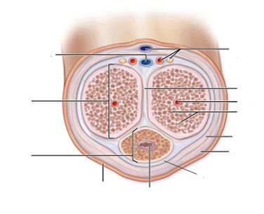 peenise sidemed